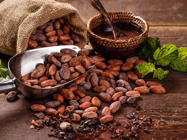 Nhà cung cấp bột cacao