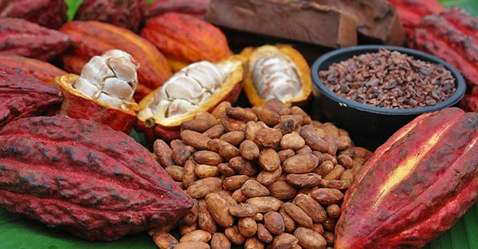 Nhà cung cấp bột cacao chính hãng giá tốt